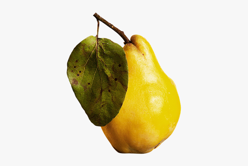 Isolated, Isolated Fruit, Fruit, Guava - Guayaba Png Transparente, Png Download, Free Download