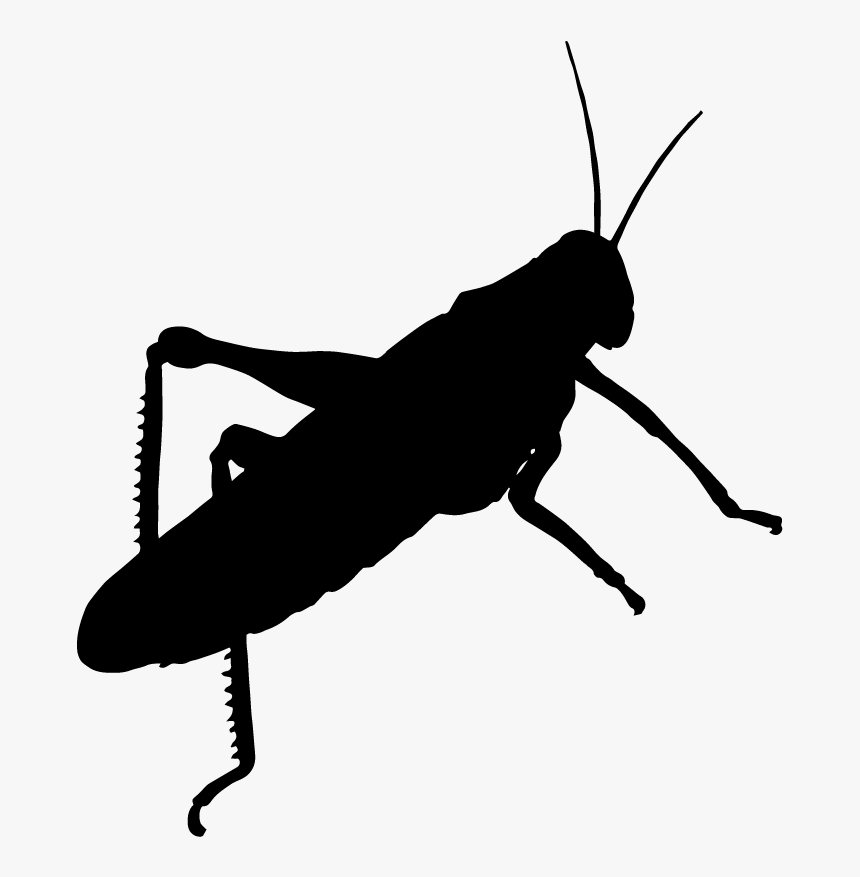 Grasshopper, HD Png Download, Free Download