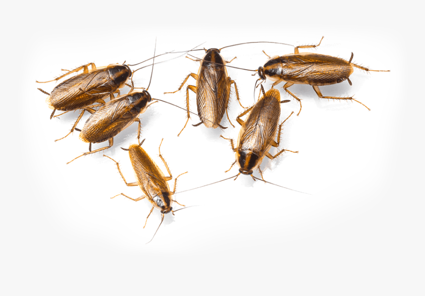 Blattella Germanica, HD Png Download, Free Download