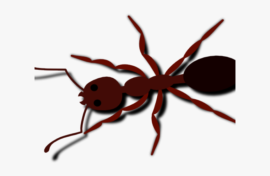 Transparent Cricket Animal Clipart - Ant Clip Art, HD Png Download, Free Download