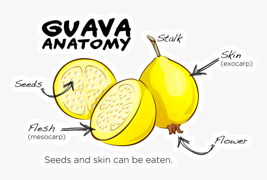 Guava Fruit Structure, HD Png Download, Free Download