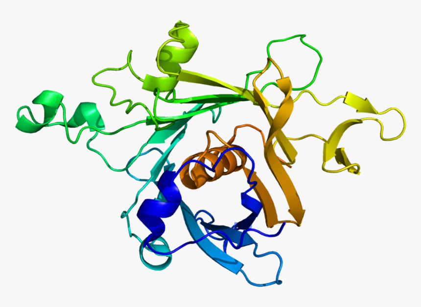 Protein Tub Pdb 1c8z - Tub1 Structure, HD Png Download, Free Download