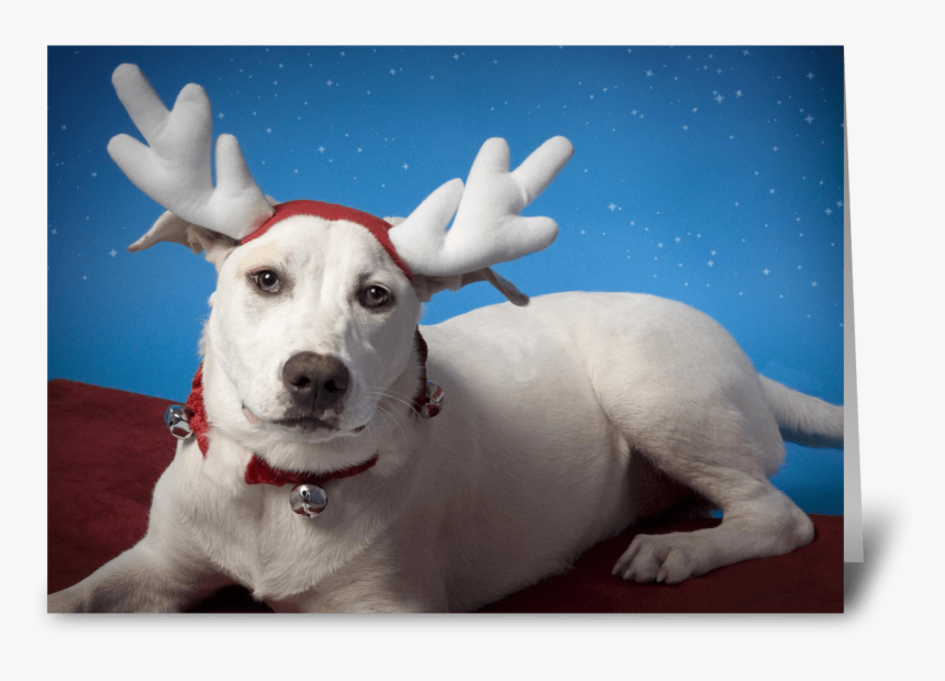 Irritated Dog With Reindeer Ears Greeting Card - Reindeer, HD Png Download, Free Download