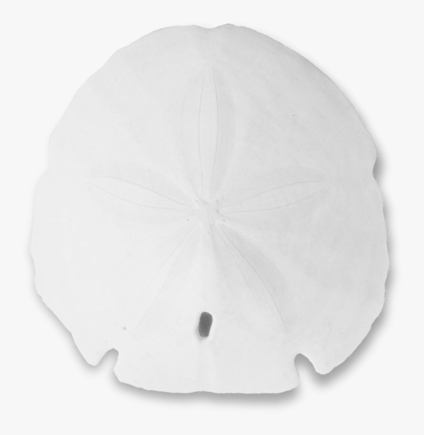 Sand Dollar Png - Sand Dollar, Transparent Png, Free Download