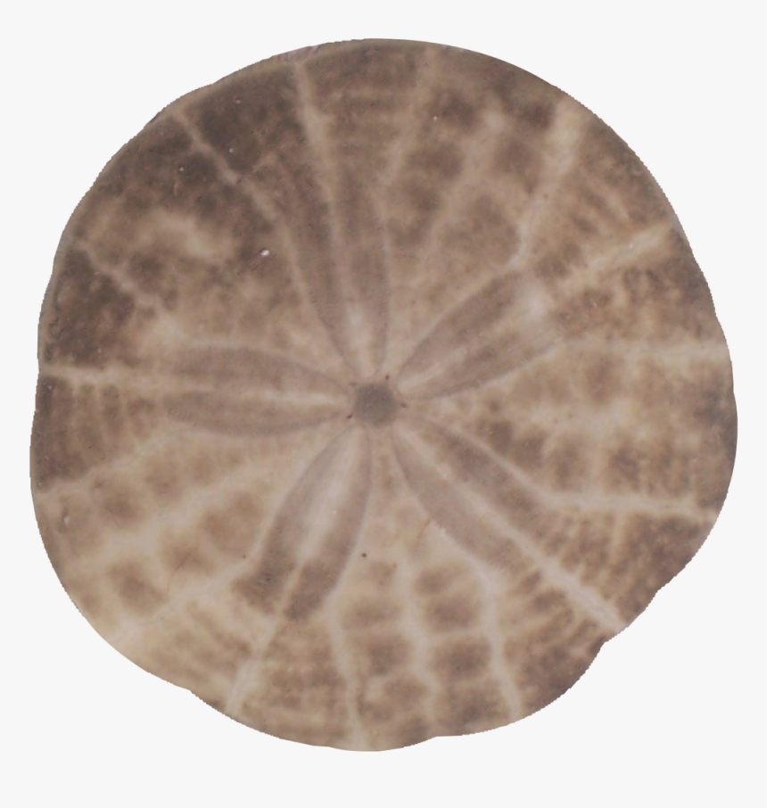 Shell, HD Png Download, Free Download