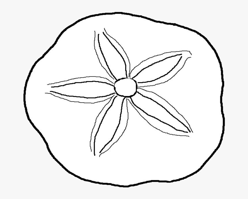 Sand Dollar Drawing - Sand Dollar Coloring Pages, HD Png Download, Free Download