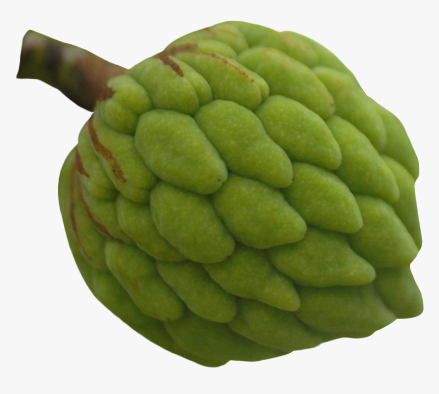 Custard Apple Fruit Png, Transparent Png, Free Download