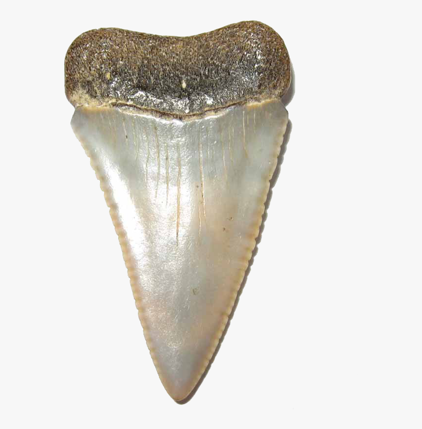 Shark Teeth Transparent Image - White Shark Teeth Png, Png Download, Free Download