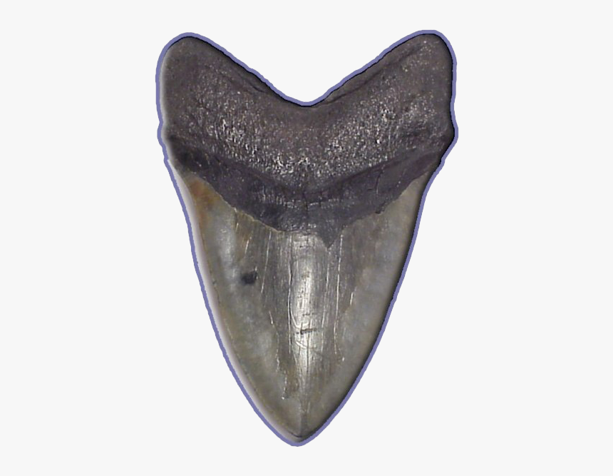 Shark Teeth Png Image - Shark Tooth Png, Transparent Png, Free Download