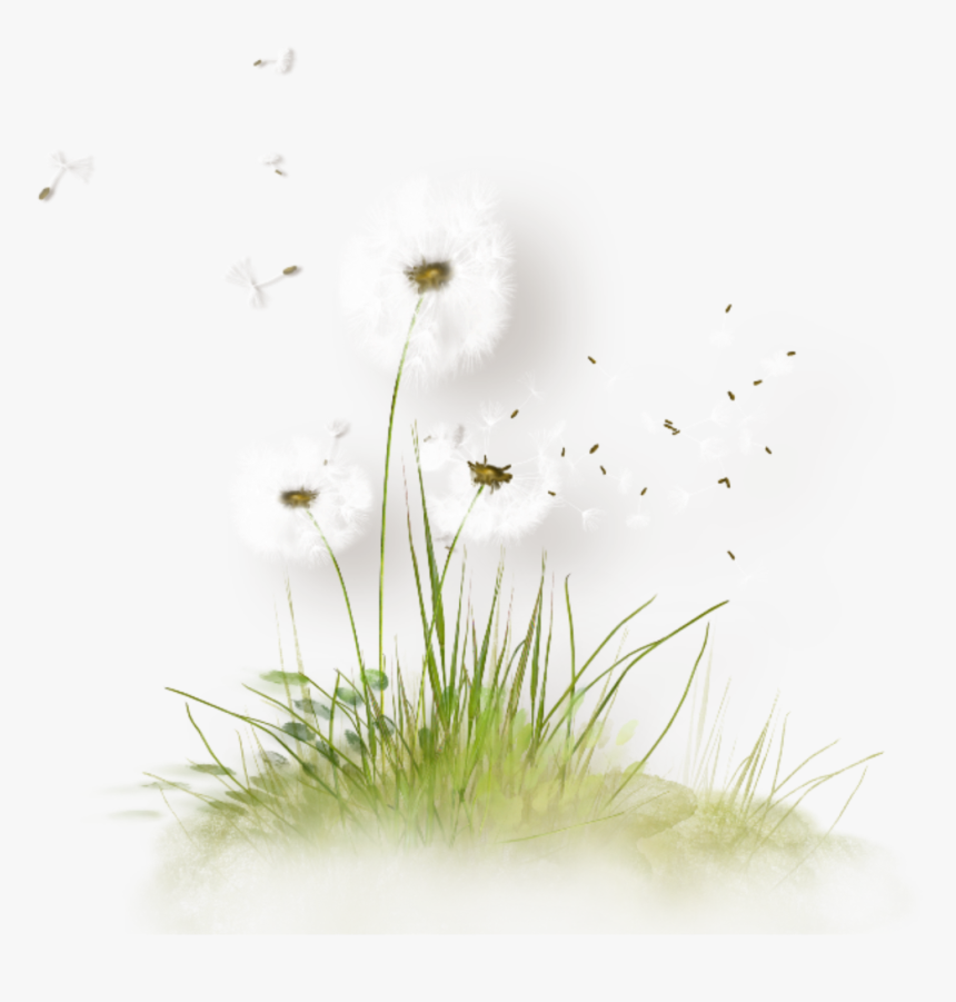 #dandelion #seeds #blowing #freetoedit - Png Herbe Et Fleurs, Transparent Png, Free Download