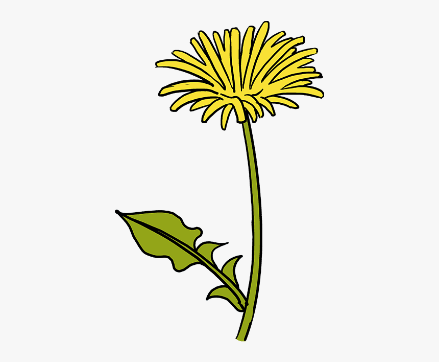 How To Draw A Dandelion - Draw A Yellow Dandelion Easy, HD Png Download, Free Download