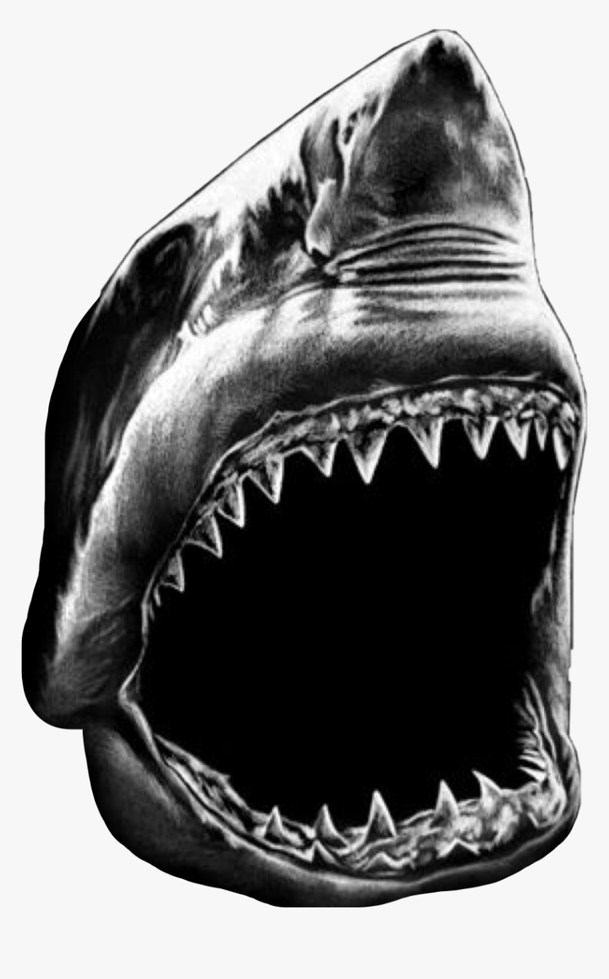 #shark #greatwhite #blackandwhite #teeth #freetoedit - Great White Shark, HD Png Download, Free Download