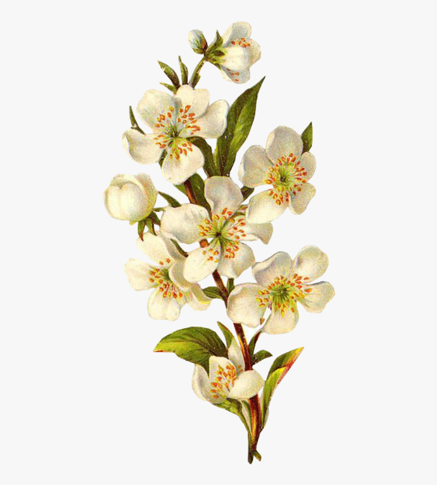 Flower White Spring Png Overlay Free Edits Edit Kpopedi - Transparent Background Vintage Flowers Png, Png Download, Free Download