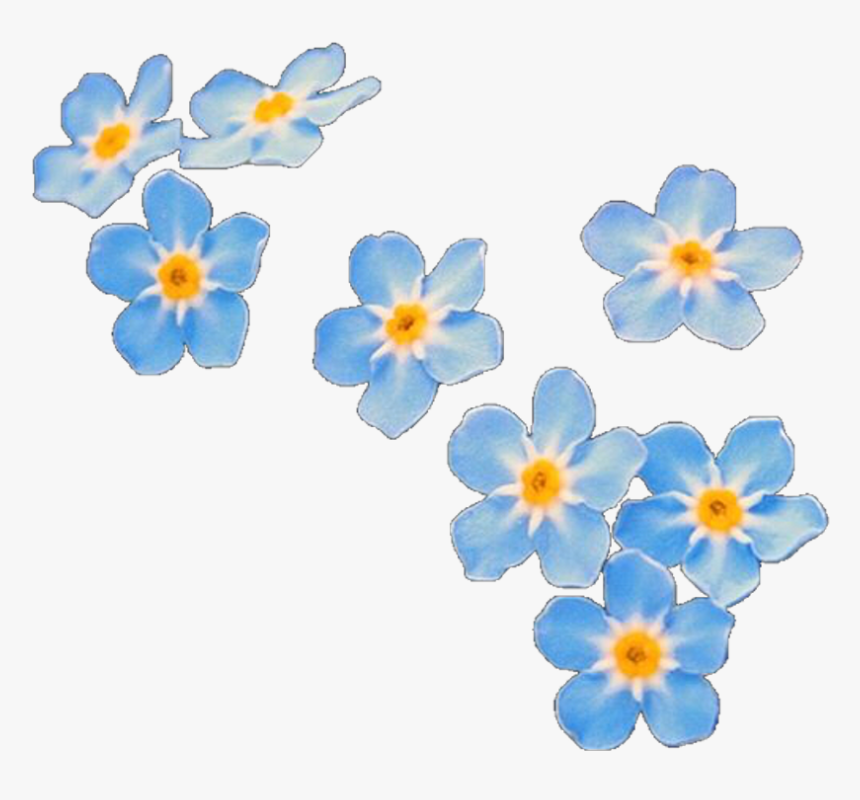 #overlay #overlays #flower #flowers #blue #editinghelp - Forget Me Not Png, Transparent Png, Free Download