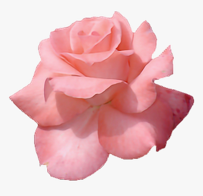 Roses Png Tumblr - Pink Flowers Tumblr Transparent, Png Download, Free Download