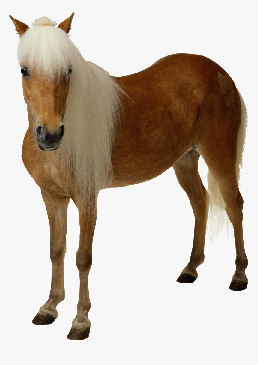 Now You Can Download Horse Png Clipart - Transparent Background Horse Png, Png Download, Free Download