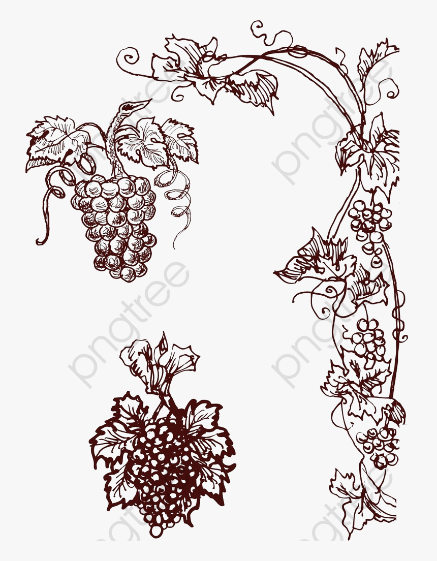 Transparent Vine Clip Art - Grape Png Vector, Png Download, Free Download