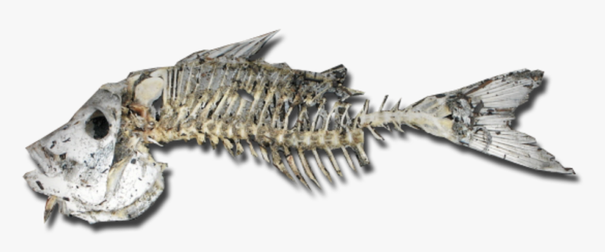 #skeleton #fish #creepy #horror #freetoedit - Real Fish Skeleton Png, Transparent Png, Free Download