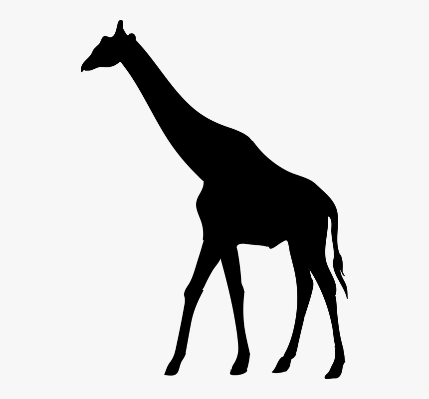 Giraffe, Animal, The Silhouette, Safari, Africa - Giraffe African Animal Silhouette, HD Png Download, Free Download