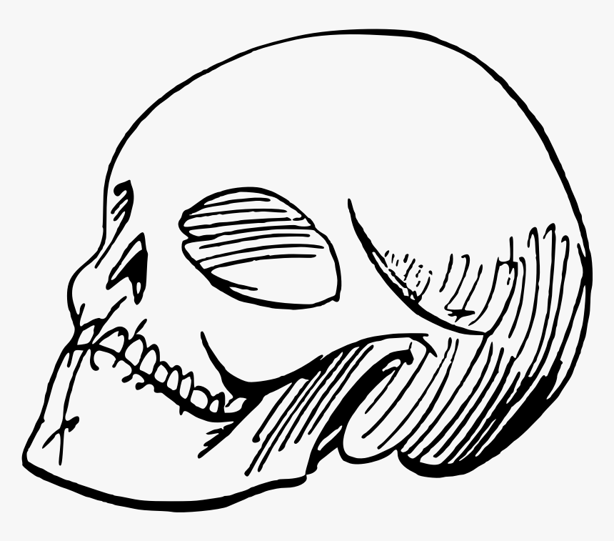 Skull Sketch, HD Png Download, Free Download