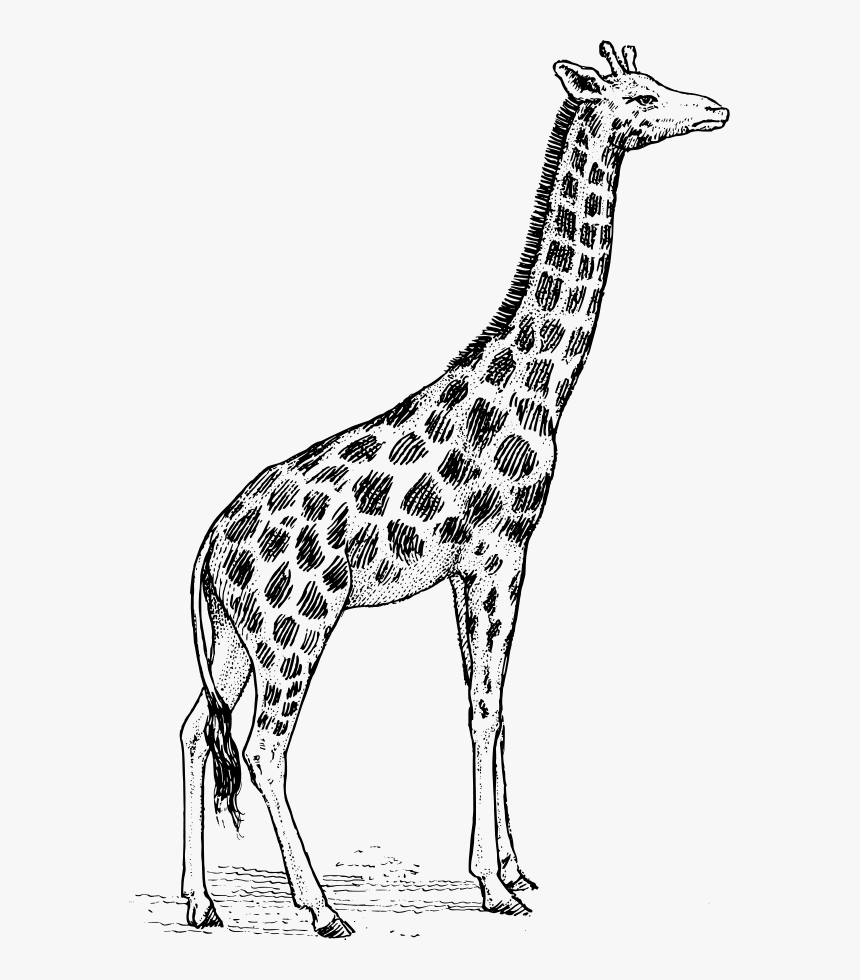 Giraffe Svg Vector File - Giraffe Animal Drawing, HD Png Download, Free Download