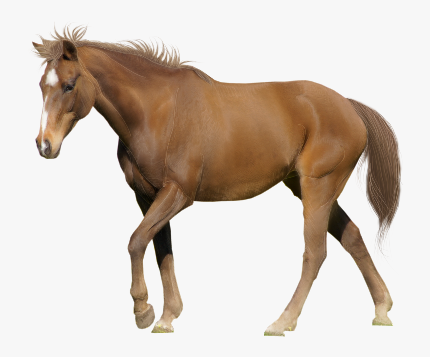 Download For Free Horse Icon - Horse Photo With White Background, HD Png Download, Free Download