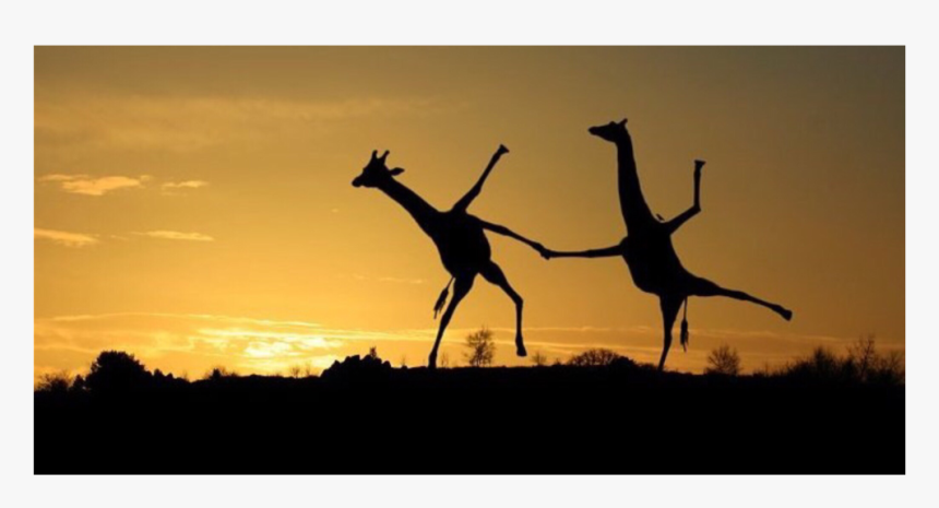 #silhouette #dancing #giraffes #freetoedit - Facebook Cover Photo Giraffe, HD Png Download, Free Download