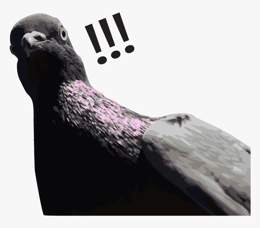 Rock Dove - Earless Seal, HD Png Download, Free Download