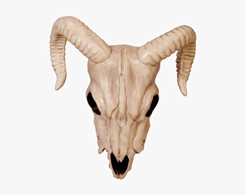 Ram Skull-bone - Transparent Ram Skull Png, Png Download, Free Download