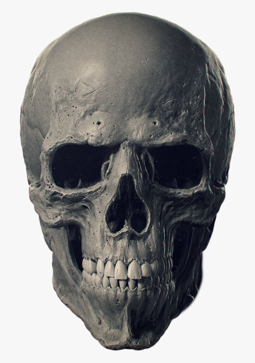 Animal Skulls Bone Human Skeleton - Human Skull Png, Transparent Png, Free Download