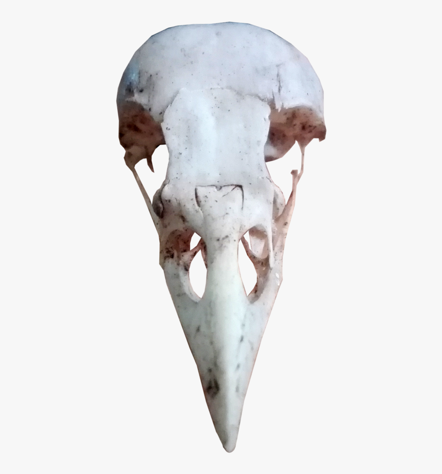 Animal Groups Roleplay Wiki - Transparent Bird Skull Png, Png Download, Free Download