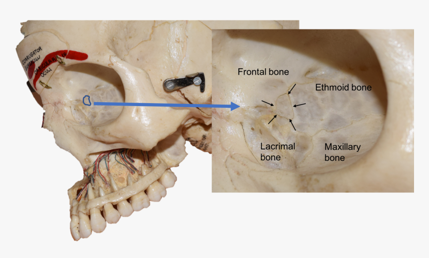 Ethmoid Bone Lacrimal Bone, HD Png Download, Free Download