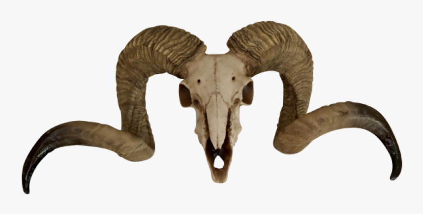 Ram Skull Png Transparent, Png Download, Free Download