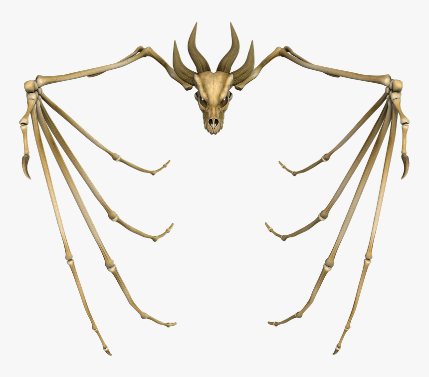 Dragon, Bone, Skull, Monster, Animal, Skeleton, Ancient - Skeleton Dragon Art Png, Transparent Png, Free Download