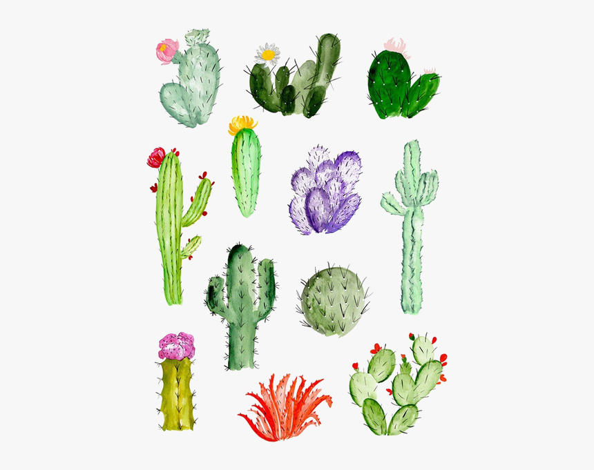 Cactaceae Painting Succulent Plant - Cactus Aquarel, HD Png Download, Free Download