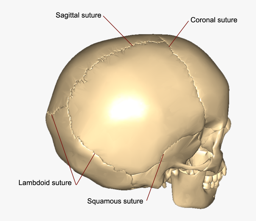 Squamous Sutures Of The Skull, HD Png Download, Free Download