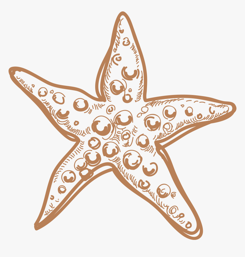 Sea Star Png Image Background - Marine Life Drawing, Transparent Png, Free Download