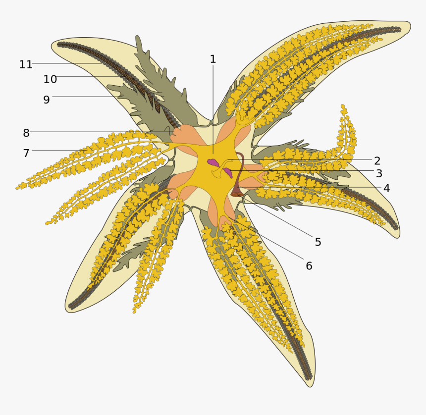 Anatomia Stella Marina, HD Png Download, Free Download