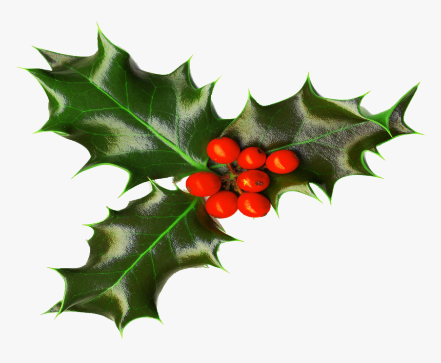 Transparent Holly Png, Png Download, Free Download