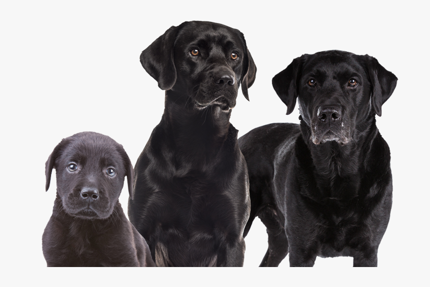 Labrador Retriever, HD Png Download, Free Download