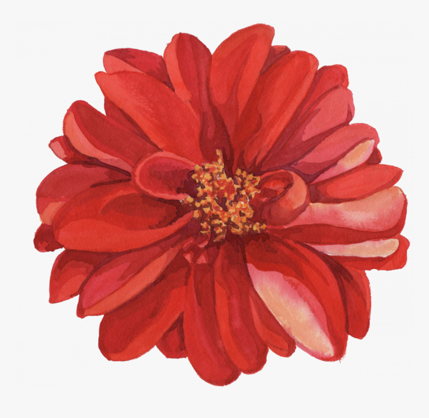 Watercolor Red Flower Png, Transparent Png, Free Download