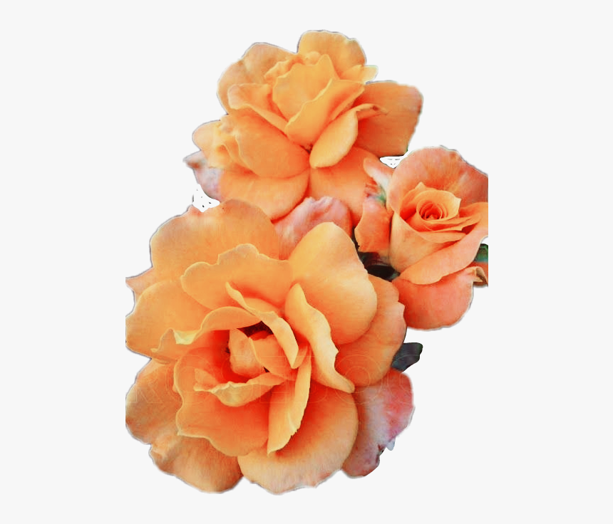 #flowers #flores #orange #naranja #tumblr - Flores Naranjas Png, Transparent Png, Free Download