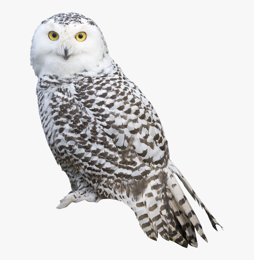 Transparent Barn Owl Png - Owl Png, Png Download, Free Download