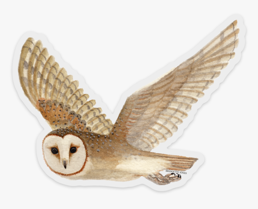 Barnowlnew419, HD Png Download, Free Download