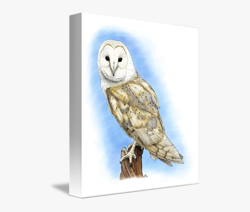 Clip Art By Roger Hall - Barn Owl Drawing, HD Png Download, Free Download