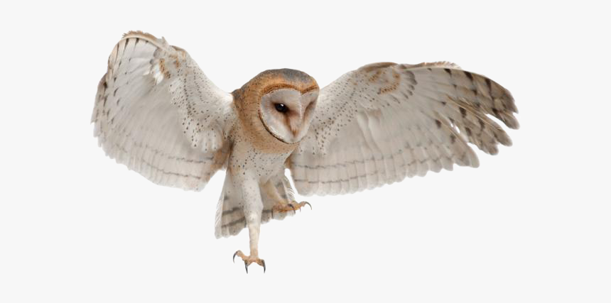 Sierra Barnowl Globalp Istock Wb - Barn Owl Png, Transparent Png, Free Download