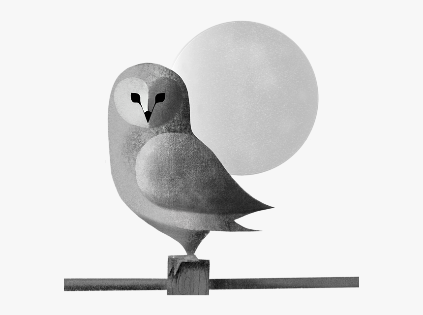 Owl, HD Png Download, Free Download