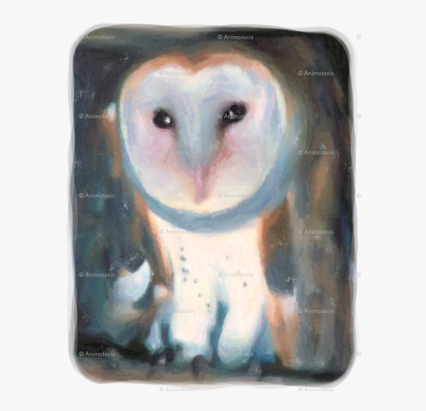 Barn Owl, HD Png Download, Free Download