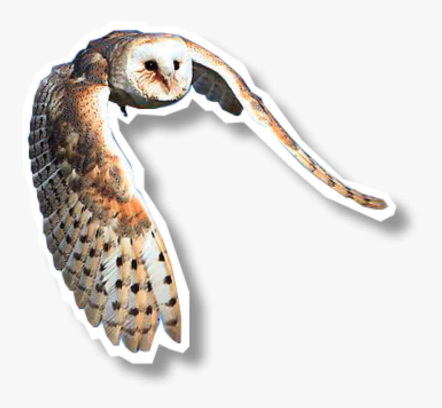 Barn Owl, HD Png Download, Free Download