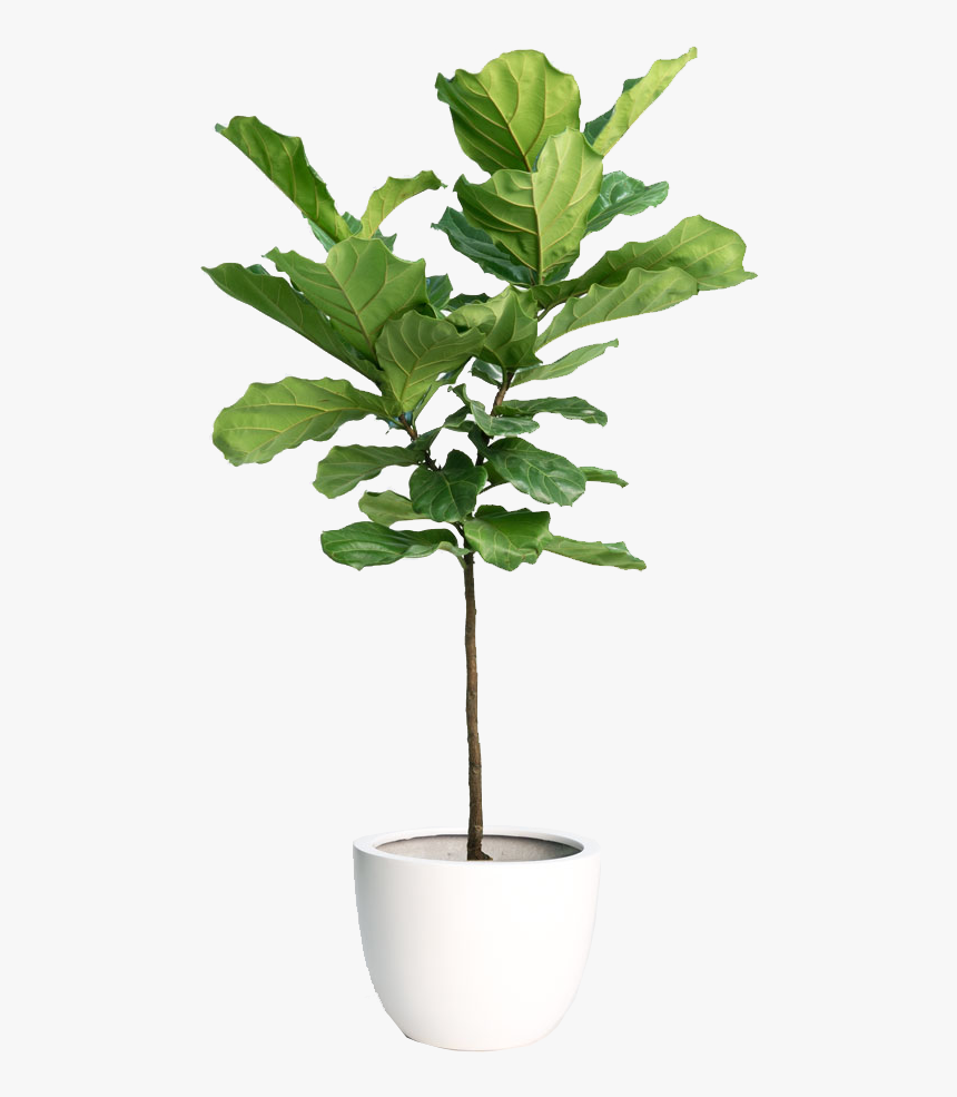Hd Fiddle Leaf Fig Tree - Transparent Indoor Plants Png, Png Download, Free Download